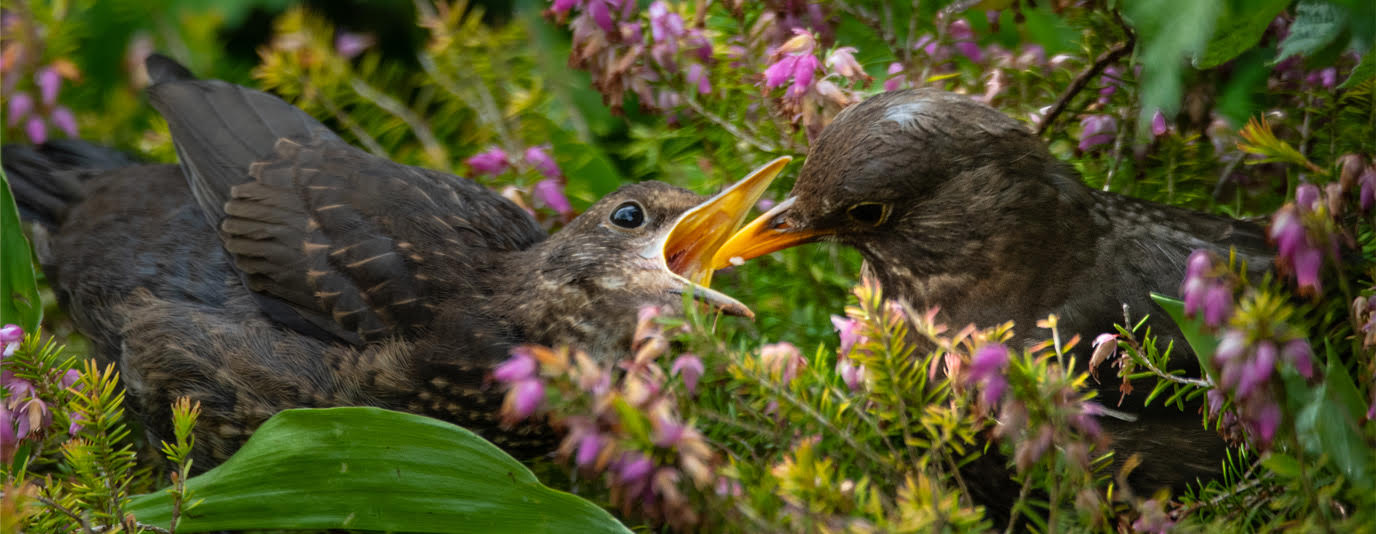 Birds | Cotswold House Photography