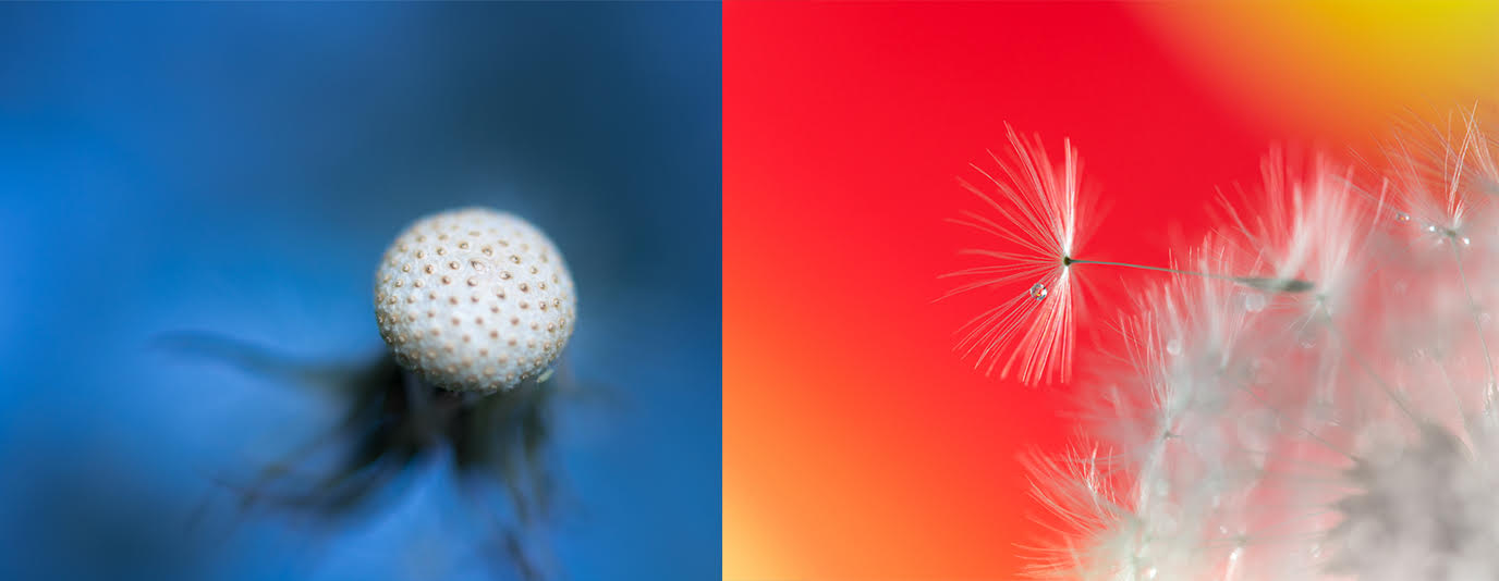 Dandelion | Cotswold House Photography