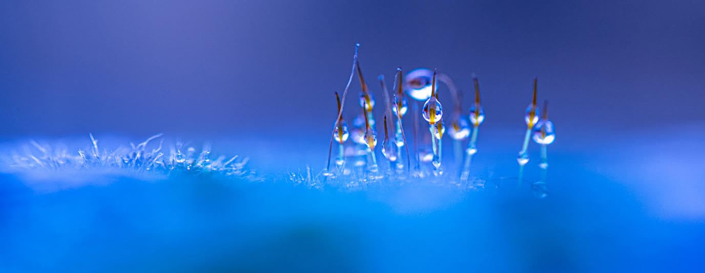 Droplets | Cotswold House Photography